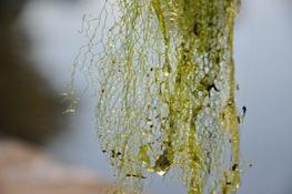 RéseauDORIS : signalement algue filet d'eau - Hydrodictyon