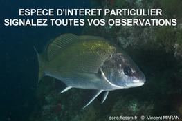RéseauDORIS : signalements de corbs