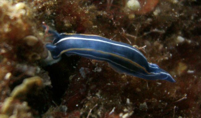 Specimens repérés plus nombreux cette saison que les précédentes dans la baie de Kalypso et alentours, près de Plakias en Crète.