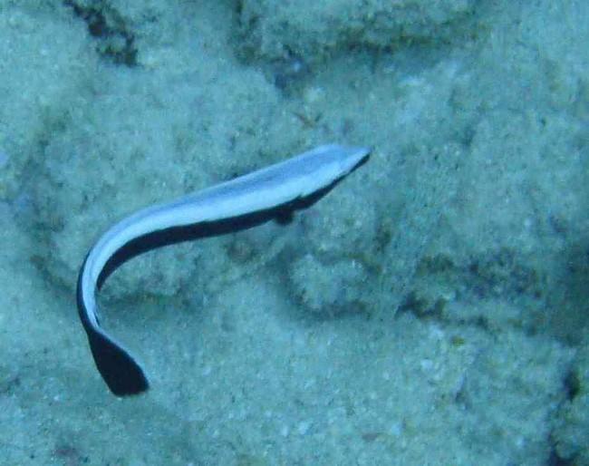 Troisième photo. Un gobie ( Coryphopterus Neophytus ?) se planque dans le sable au second plan.