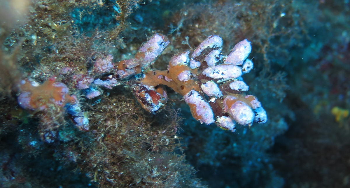 Reste de Cystoseira zosteroides ?