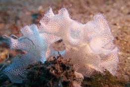 Reteporella grimaldii ?