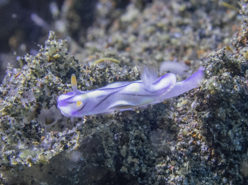 retour avec une hypselodoris