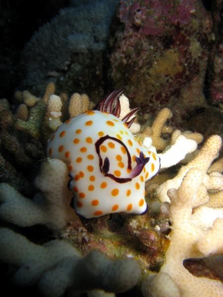 Et un rhinophore triple ? (<em>Chromodoris annulata</em>, Safaga, Mer Rouge)