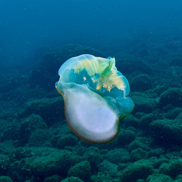 Rhizostoma luteum
