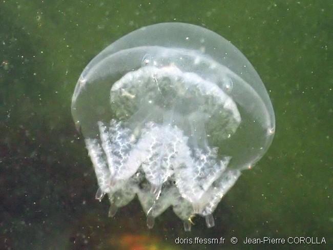 Rhizostoma pulmo juvénile ?