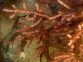 Rhodophycée