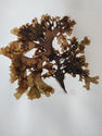Rhodophyllis?