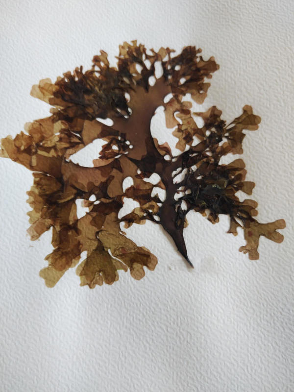 Rhodophyllis?