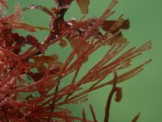Rhodophyte