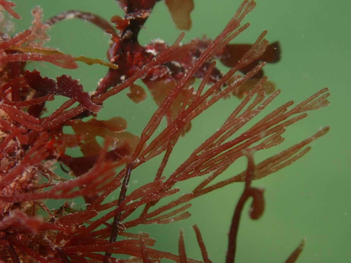 Rhodophyte