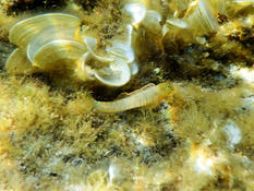 Ringneck Blenny ?