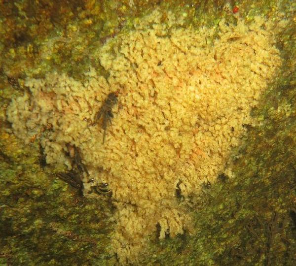 Rivière Corse, éponge ou autre ?