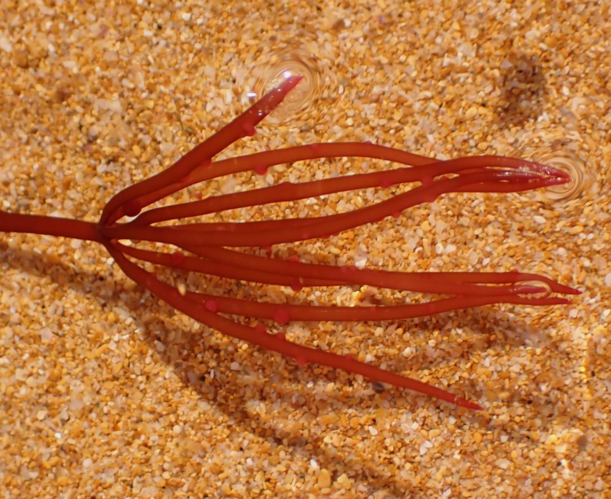 Rodofícea a identificar