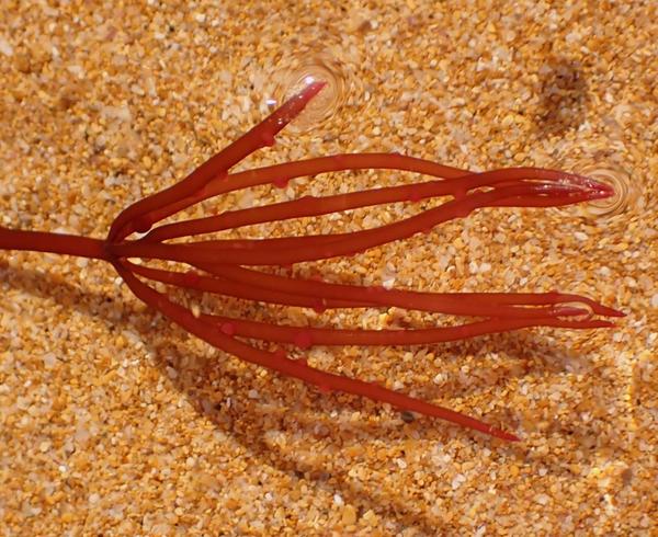 Rodofícea a identificar