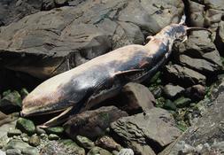 Rorqual commun Ouessant