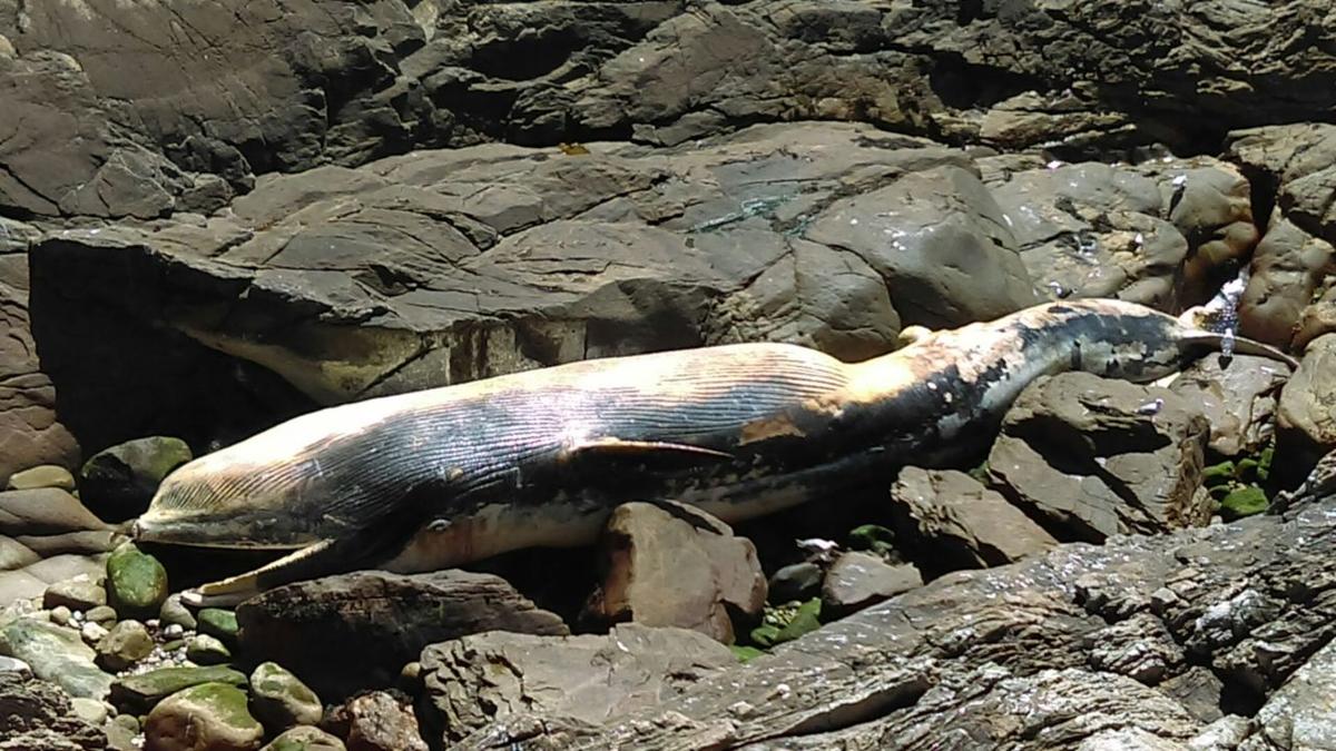 <p>Pour obtenir plus de photos, adressez-vous aux agents du Parc naturel marin d'Iroise, qui sont allés faire des prélèvements sur la carcasse dans...