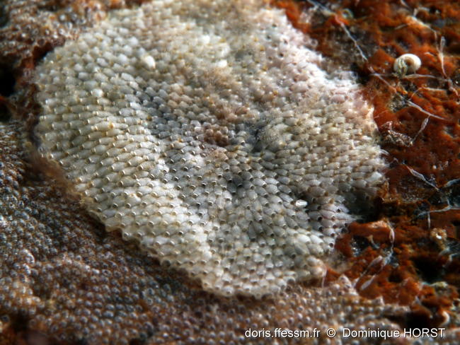 <p>Bonjour,</p><br><p>je reviens sur ce bryo avec des photos lophophores rentrés, en espérant que cette fois cela permettra une identification.</p>...