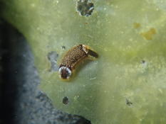 Runcinata coronata