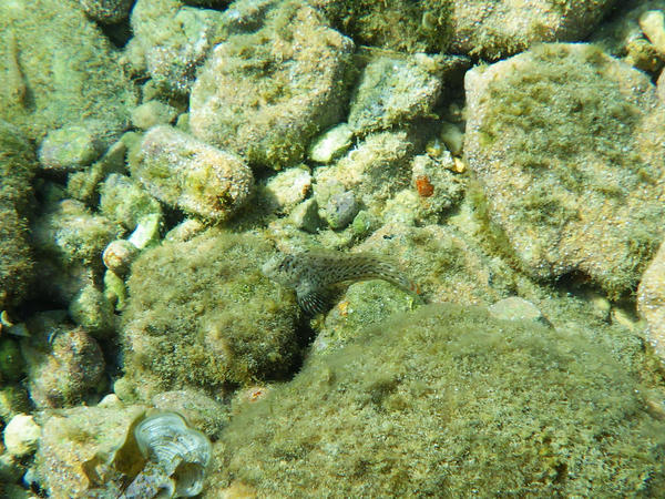 Rusty Blenny ?