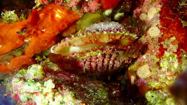 S'agit-il bien d'une lime SVP ?