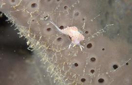 s'agit il d'entoproctes ?