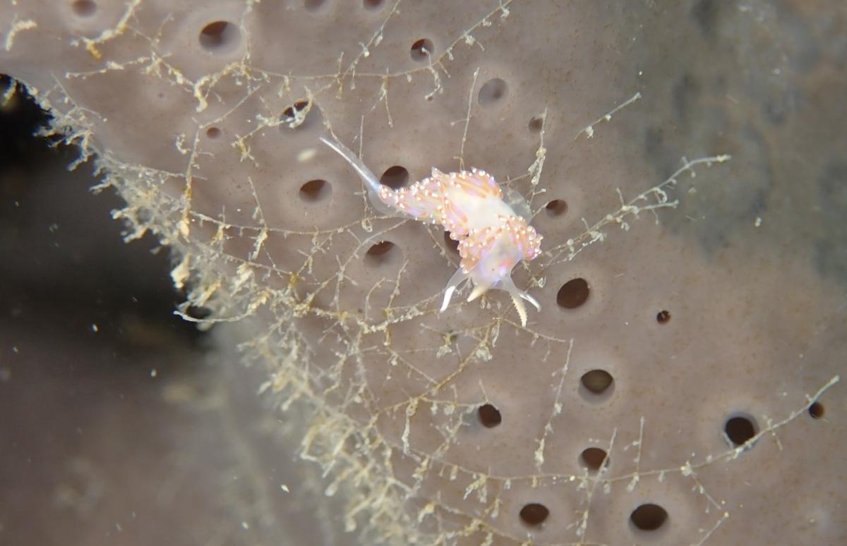 s'agit il d'entoproctes ?