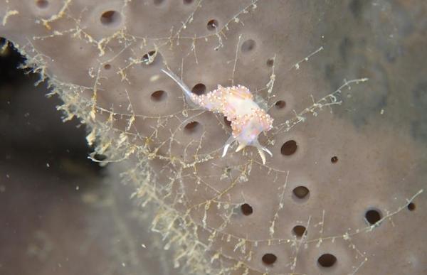 s'agit il d'entoproctes ?