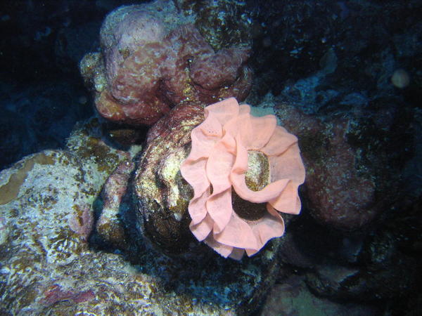 S'agit-il d'un bryozoaire et si oui lequel ?