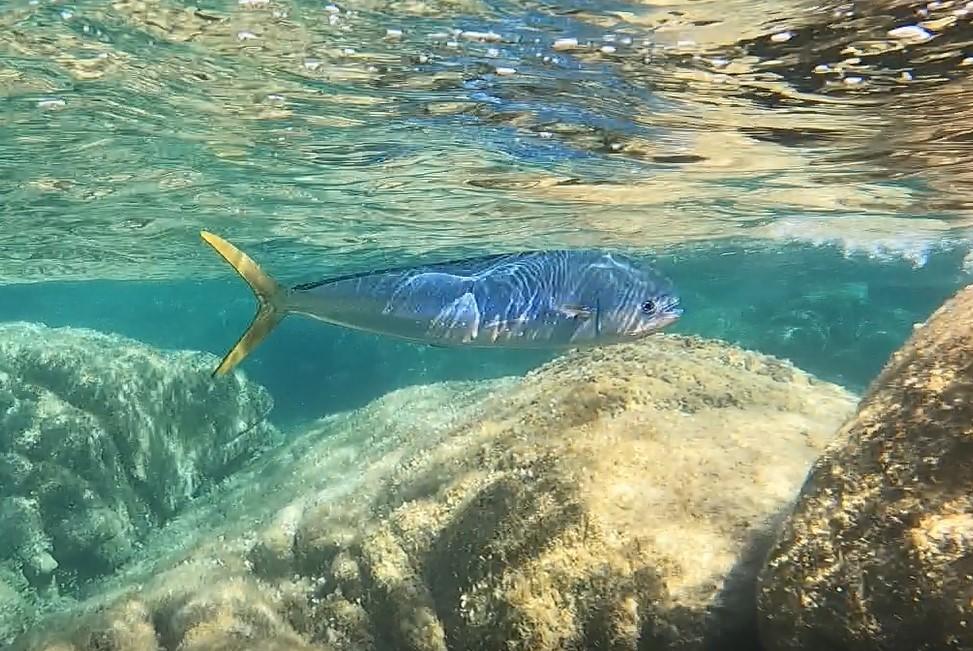 S'agit-il d'une coryphène ou d'une carangue?