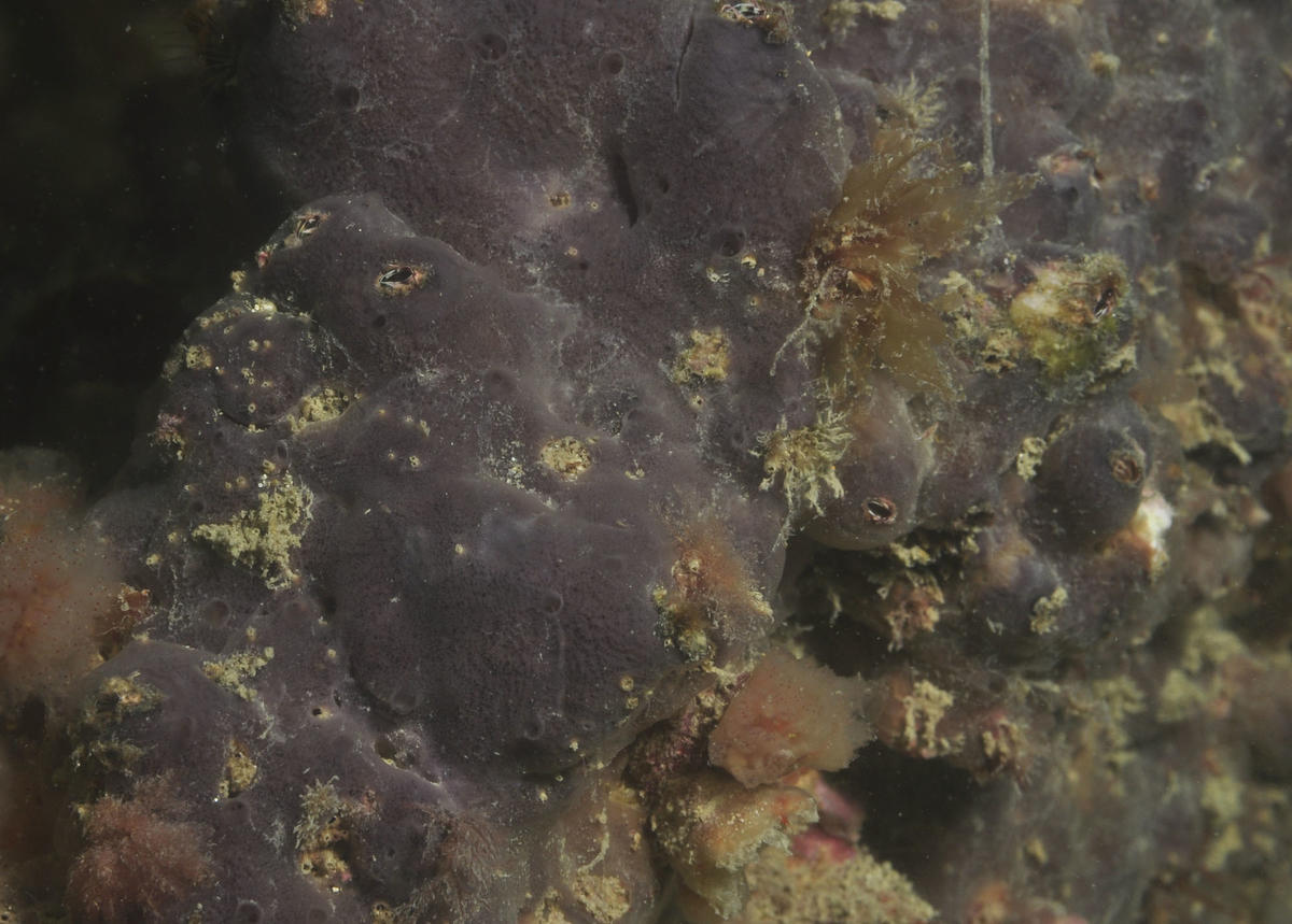 <p>Je pense qu'il s'agit plutôt de la Mycale maigre ( <em>Mycale (carmia) macilenta ). </em>Sa forme encroûtante. On distingue quelques canaux aquf...