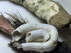 S'agit-il de la serpule à cinq carènes (Semivermilia cremata) ?