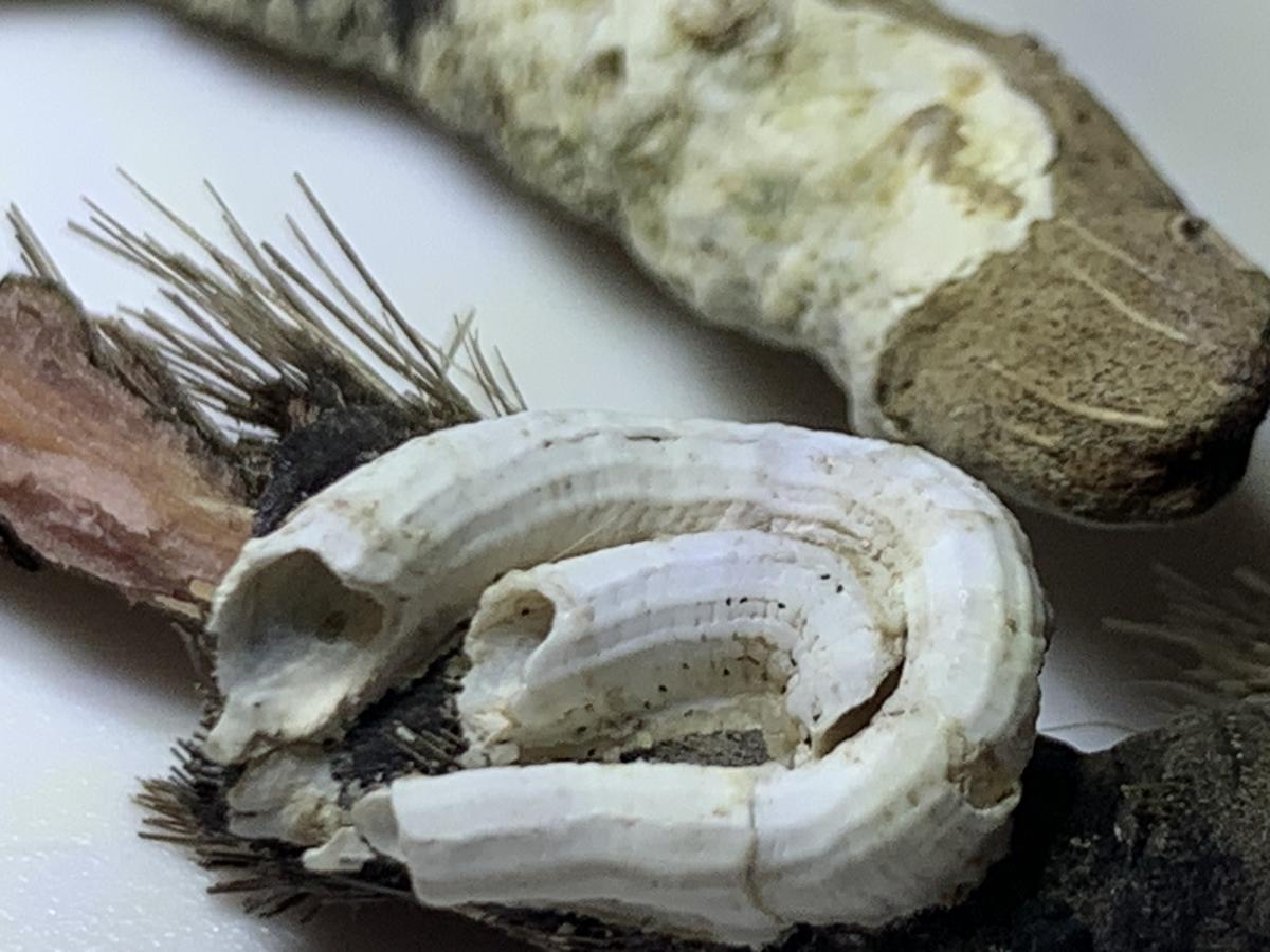 S'agit-il de la serpule à cinq carènes (Semivermilia cremata) ?