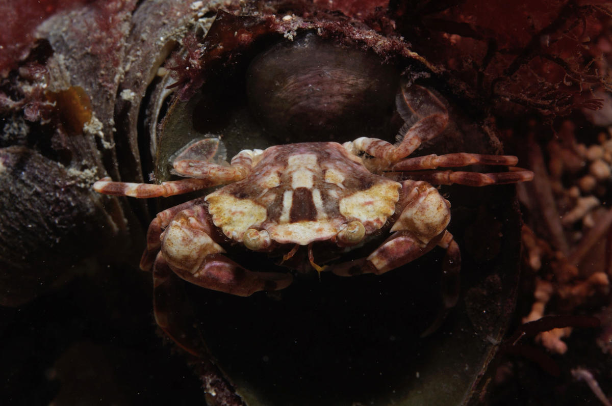 <p>Je joins une autre photo d'un autre spécimen de <em>Liocarcinus depurator</em></p>