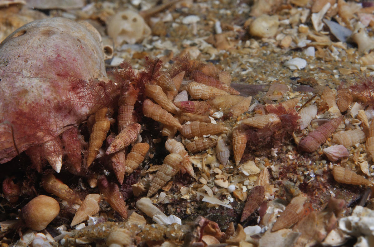 <p>Sur cette photo, nombreuses coquilles occupées par de petits crustacés.Je pense qu'il s'agit du même gastéropode.une idée sur l'espèce?</p>