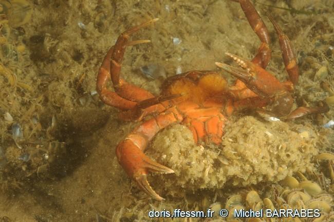 Celle avec le Carcinus maenas, pour l'échelle, le crabe faisait environ 5 cm de large.