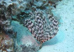 Sabelle en Mer Rouge