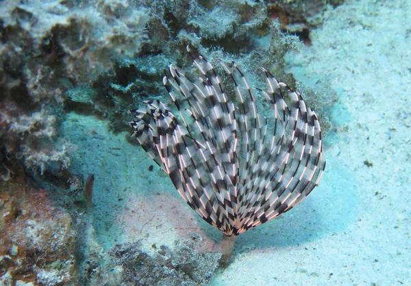 Sabelle en Mer Rouge