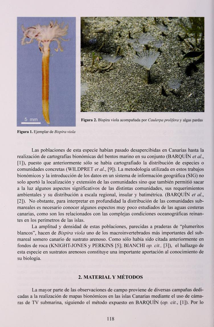 <p>

Bonjour Sylvain. En allant sur WoRMS, tu peux trouver une
photo de <i>Bispira viola</i> en cliquant sur "l'additional source"
dont ci-aprè...