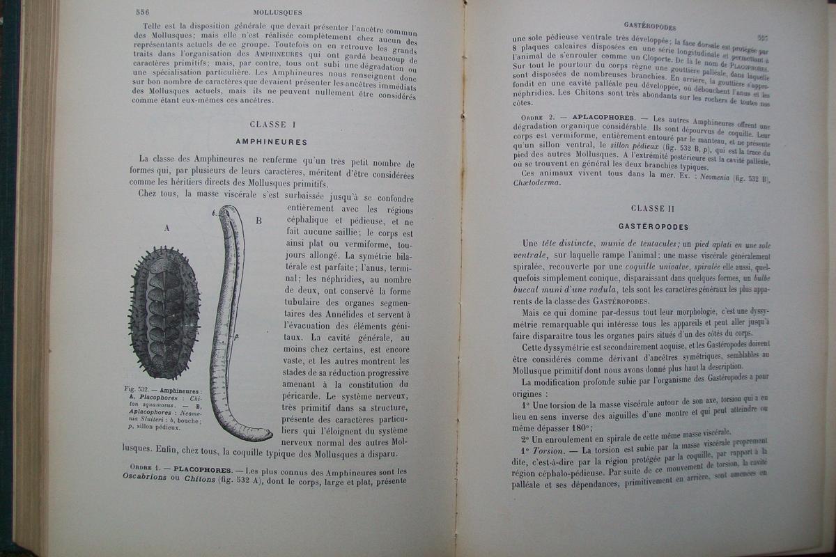 <p>Bonjour ! J'ai trouvé ce texte, avec dessin pp 556-557 du livre de Rémy Perrier,  paru chez Masson en 1912. Les noms ont bien changé, mais le de...