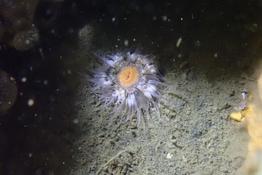 sagartia elegans 