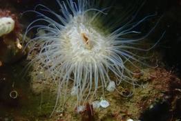 Sagartiogeton undatus