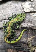 Salamandre