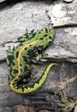 Salamandre