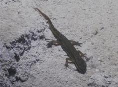 SALAMANDRE ou LEZARD plongeur(se) (eau douce)