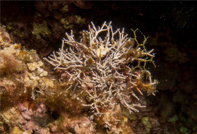 Salicorne ?