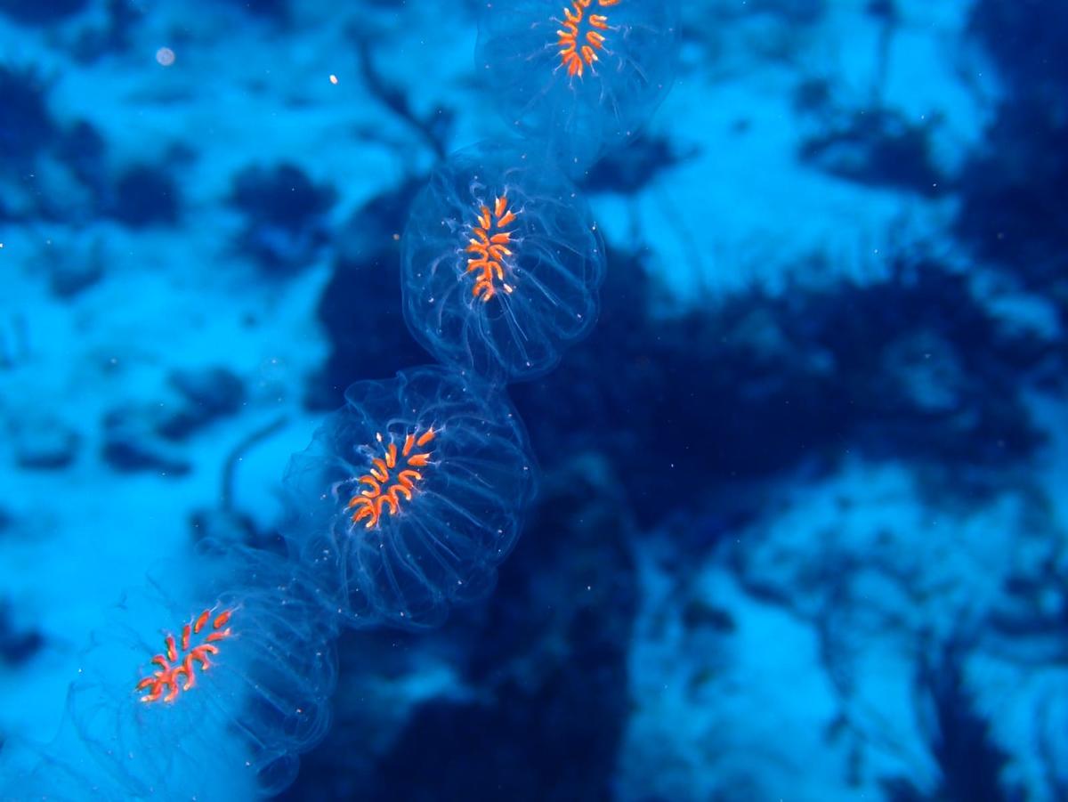 <p>Bonjour, je pense avoir photographié la même espèce de Cyclosalpa à Cozumel, à environ 15m, la semaine dernière. Puisqu'elle a été aperçue en Ma...