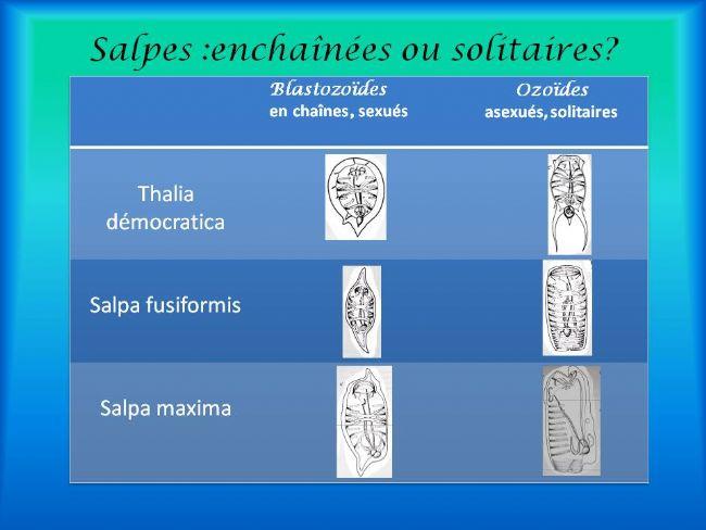 Bonjour Sylvain<br /><br />Chez <em>Salpa maxima </em>et <em>Salpa fusiformis </em>les individus cornés sont des blastozoides séxués, issus des cha...