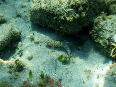 Sarato's goby? 