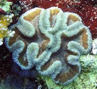 Sarcophyton ou Lobophyllia corymbosa